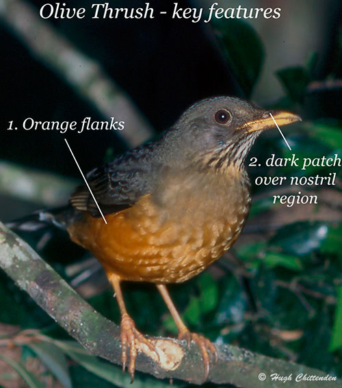 Olive Thrush